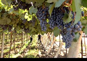 Estudian cómo mejorar el bouquet de los vinos