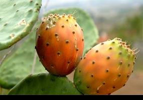 Desarrollan tecnología que permitirá recubrir tunas con película comestible
