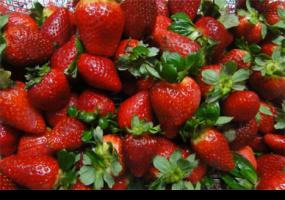 Estudian nuevos métodos para combatir hongo que afecta a frutos rojos
