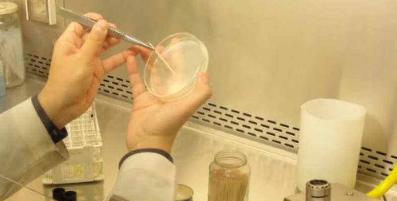 Chile impulsa biotecnología de levaduras con proyección industrial global